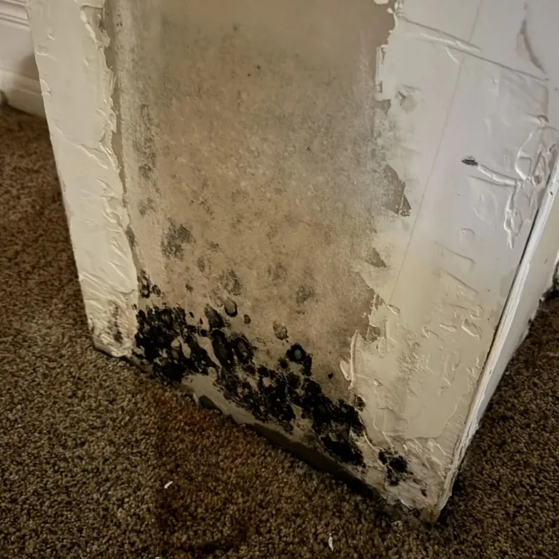 Professional Mold Removal in Pleasant Ridge, MI
